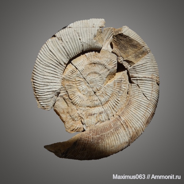 аммониты, юра, Virgatites, мезозой, Virgatites giganteus