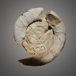 Мегаконх Virgatites giganteus Yakovleva
