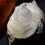 Aviculopecten sericeus Vern.