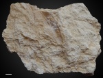 Paraconularia sp.
