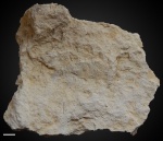 Paraconularia sp. №3