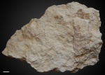 Paraconularia sp. №4