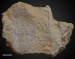 Paraconularia sp. №6