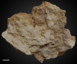 Paraconularia sp. №7