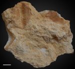 Paraconularia sp. №8