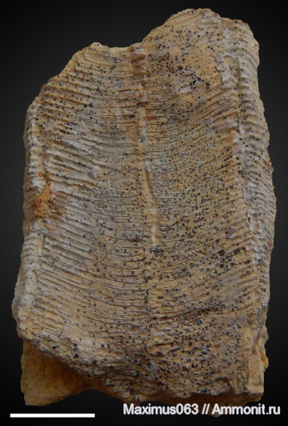 пермь, палеозой, конулярии, Conularia, Paraconularia
