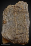 Paraconularia sp. №9