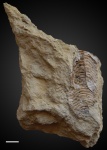 Paraconularia sp. №10