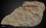 Paraconularia sp. №11