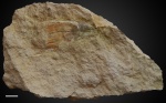Paraconularia sp. №12