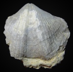 Licharewia rugulata