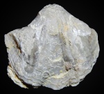 Licharewia rugulata