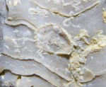 Раковинка продуктиды
