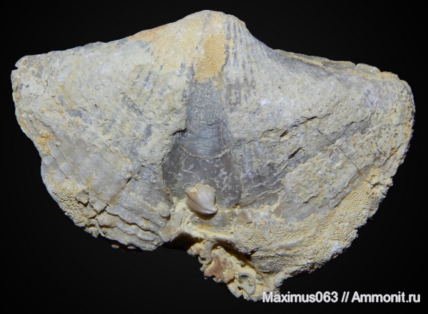брахиоподы, пермь, палеозой, Licharewia, Licharewia rugulata, Epizoans
