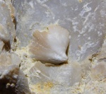 Юная Licharewia