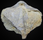 Licharewia rugulata