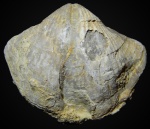 Licharewia rugulata