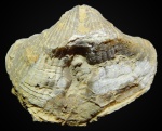 Licharewia rugulata