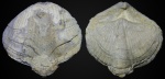Licharewia rugulata
