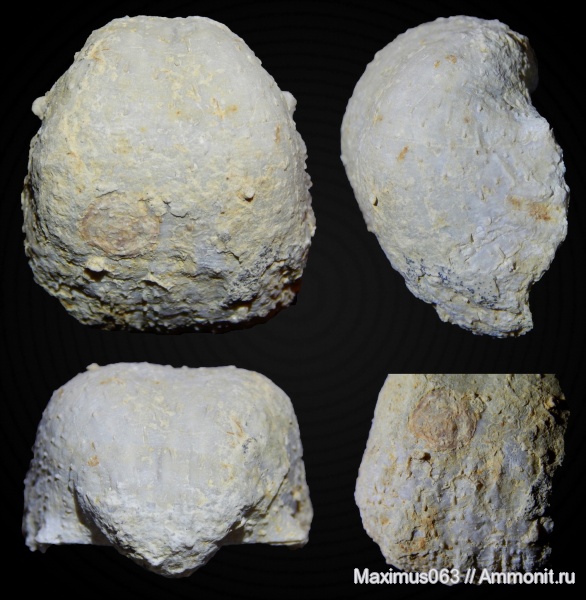 брахиоподы, пермь, палеозой, Aulosteges, Aulosteges horrescens sokensis, Productida-Epizoans