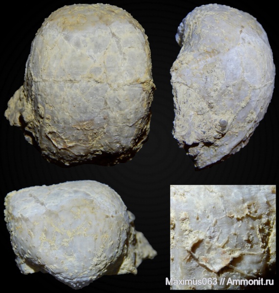 брахиоподы, пермь, палеозой, Aulosteges, Aulosteges horrescens sokensis, Productida-Epizoans