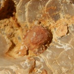 Aulosteges sp. juv
