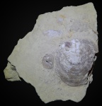 Aviculopecten rossiensis Netschajew, 1894