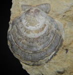 Entolium sp