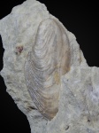 Modiolus sp.
