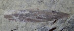 Pinna sp.