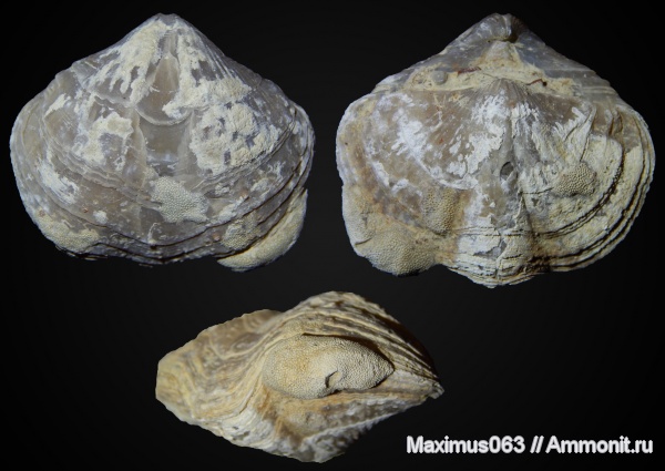 брахиоподы, пермь, продуктиды, Spiriferida, Licharewia, Licharewia rugulata, Epizoans