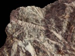 Брахибласт Pityocladus sp.