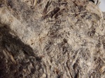 Брахибласт Pityocladus sp.
