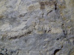 Брахибласт Pityocladus sp.