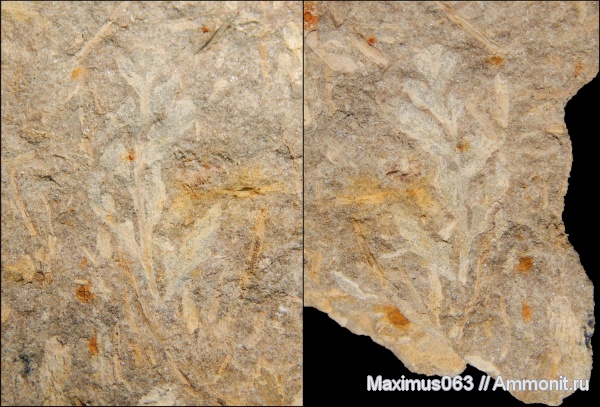 юра, мезозой, Флора, Sphenopteris