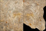 Sphenopteris sp.