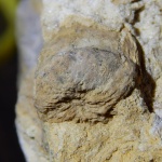 Phyllotheca sp.