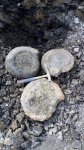 Speetoniceras versicolor