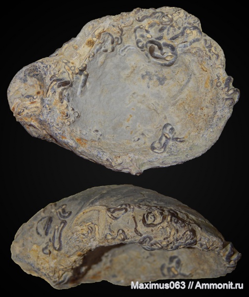 юра, серпулы, мезозой, Serpula, грифеи, Gryphaea, Epizoans
