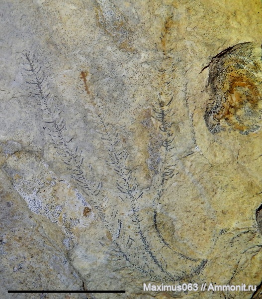 пермь, палеозой, водоросли, макрофитные водоросли, Algites samarensis