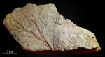 Psygmophyllum cuneifolium