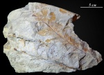 Rhachiphyllum (al. Callipteris) wangenheimii (Fischer) Naug.