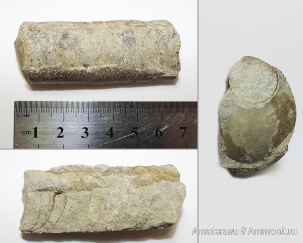 моллюски, ордовик, головоногие моллюски, эндоцерасы, беспозвоночные, Калининградская область, Ordovician