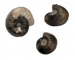 Аммонит Goliathiceras sp.