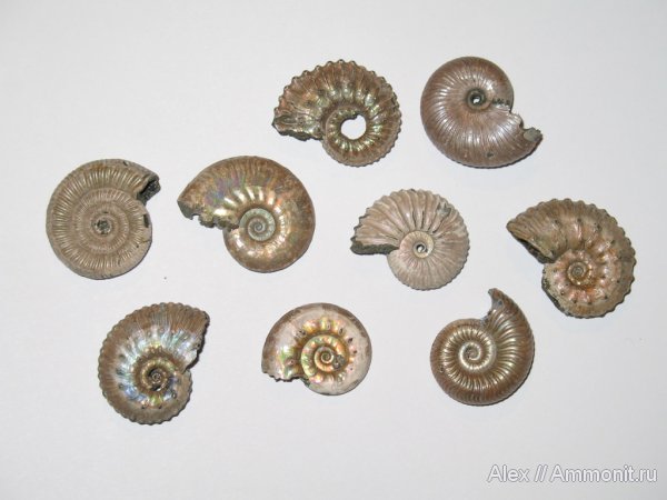 аммониты, Михайлов, Lunuloceras, Kosmoceras, Funiferites, Binatisphinctes, Pseudocadoceras, Дубки, Vertumniceras, Vertumniceras angulatum, Ammonites, Prorsiceras