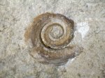 Euomphalus marginatus