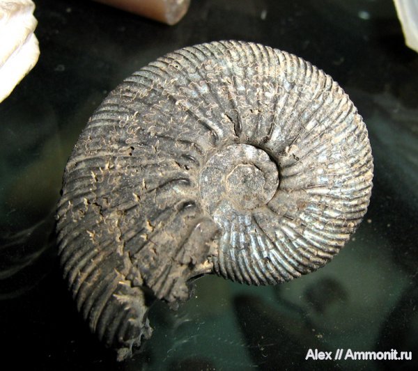 аммониты, юра, Воскресенск, Virgatites, Елкино, волжский ярус, Virgatites virgatus, Ammonites, Virgatitidae, Volgian, Jurassic