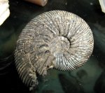 Аммонит Virgatites virgatus