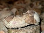 Трилобит Illaenus sinuatus