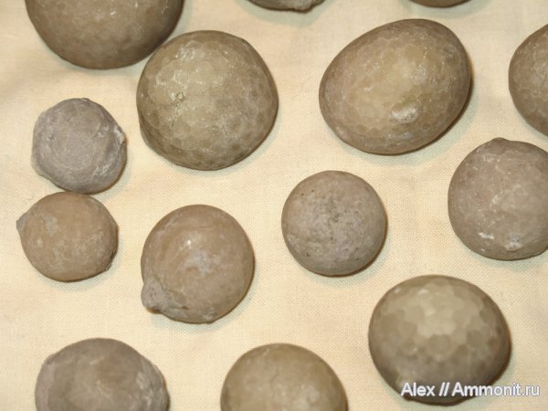ордовик, р. Волхов, цистоидеи, эхиносферитесы, Echinosphaerites, Echinosphaerites aurantium, Ordovician